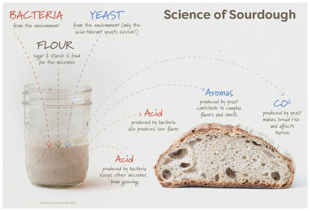 Sourdough Bread Benefits